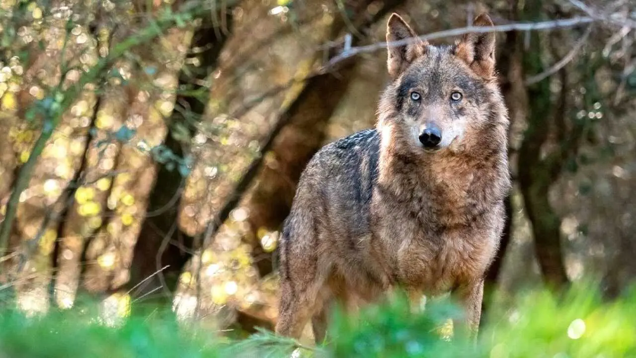 El lobo ib&eacute;rico regresa a Ciudad Real, donde se daba por desaparecido hace d&eacute;cadas