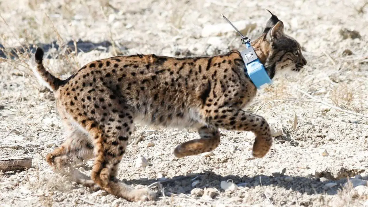 El lince ib&eacute;rico pasa de ser una especie "en peligro de extinci&oacute;n" a "vulnerable"
