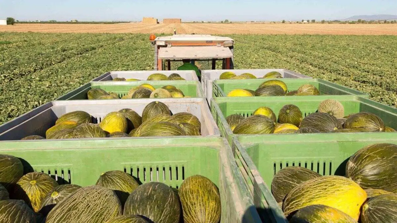 Sube el precio del mel&oacute;n y baja el de la sand&iacute;a, en la lonja de Castilla-La Mancha