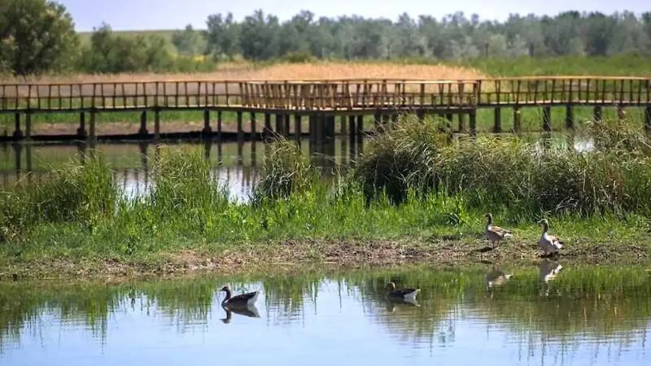 Fotograf&iacute;a de un sector del Parque Nacional de las Tablas de Daimiel (Ciudad Real) - EFE/Jes&uacute;s Monroy