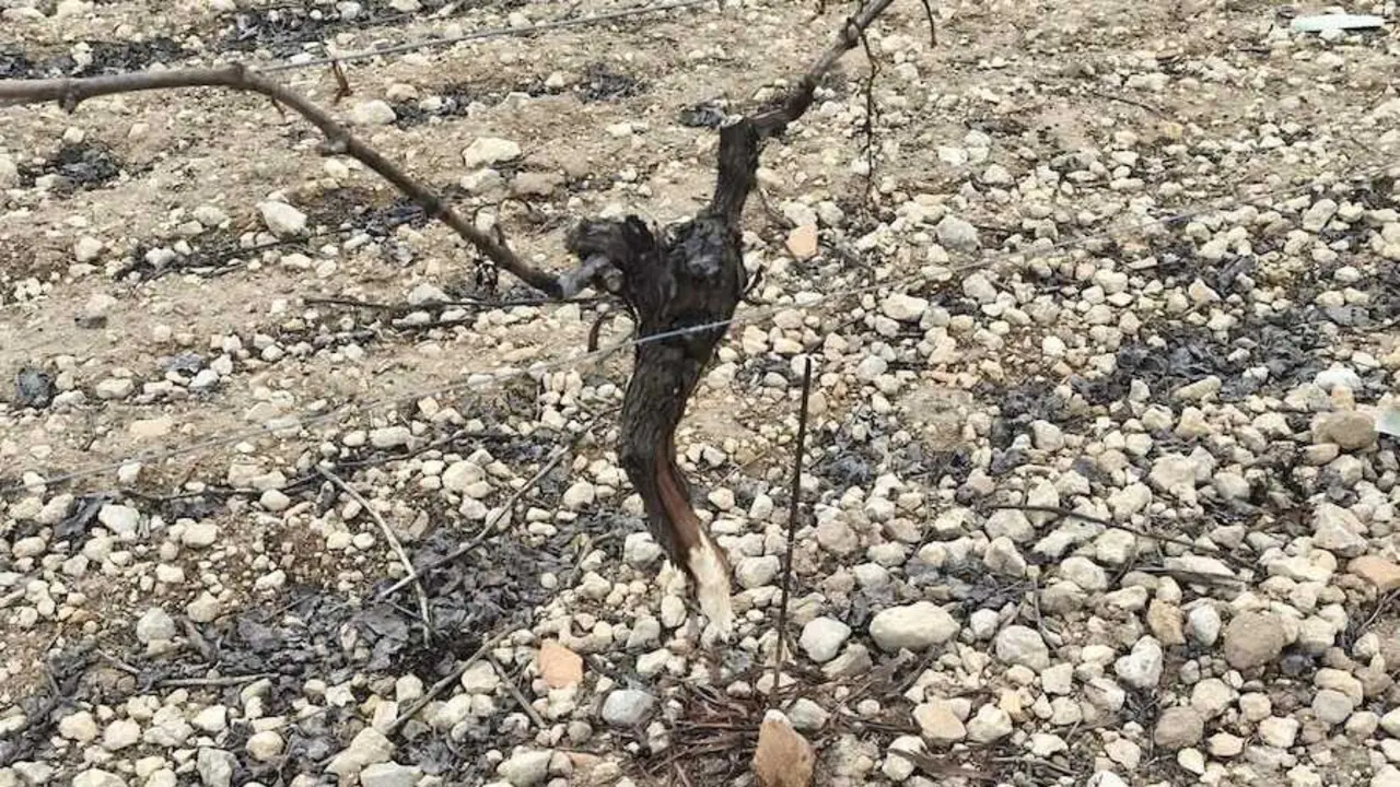 Asaja tacha de in&uacute;til la comarca cineg&eacute;tica y anuncia alegaciones y acciones legales