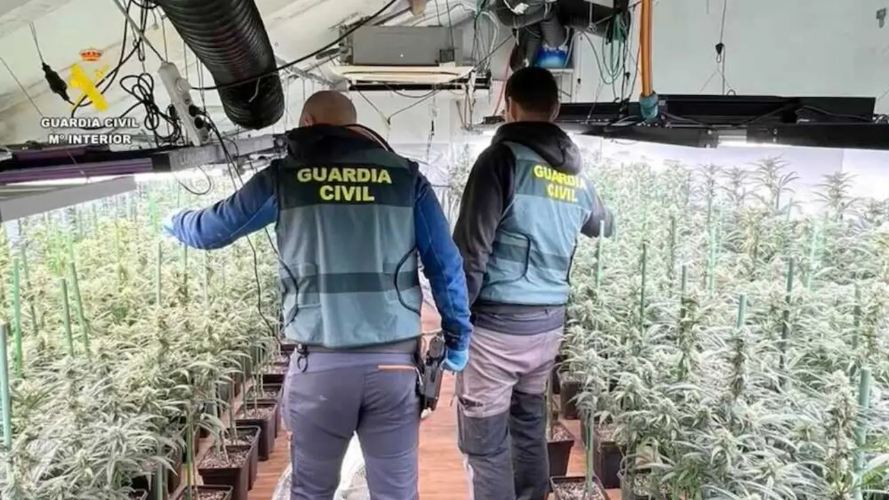 Cae una organizaci&oacute;n criminal en Madrid y Toledo por el cultivo de marihuana