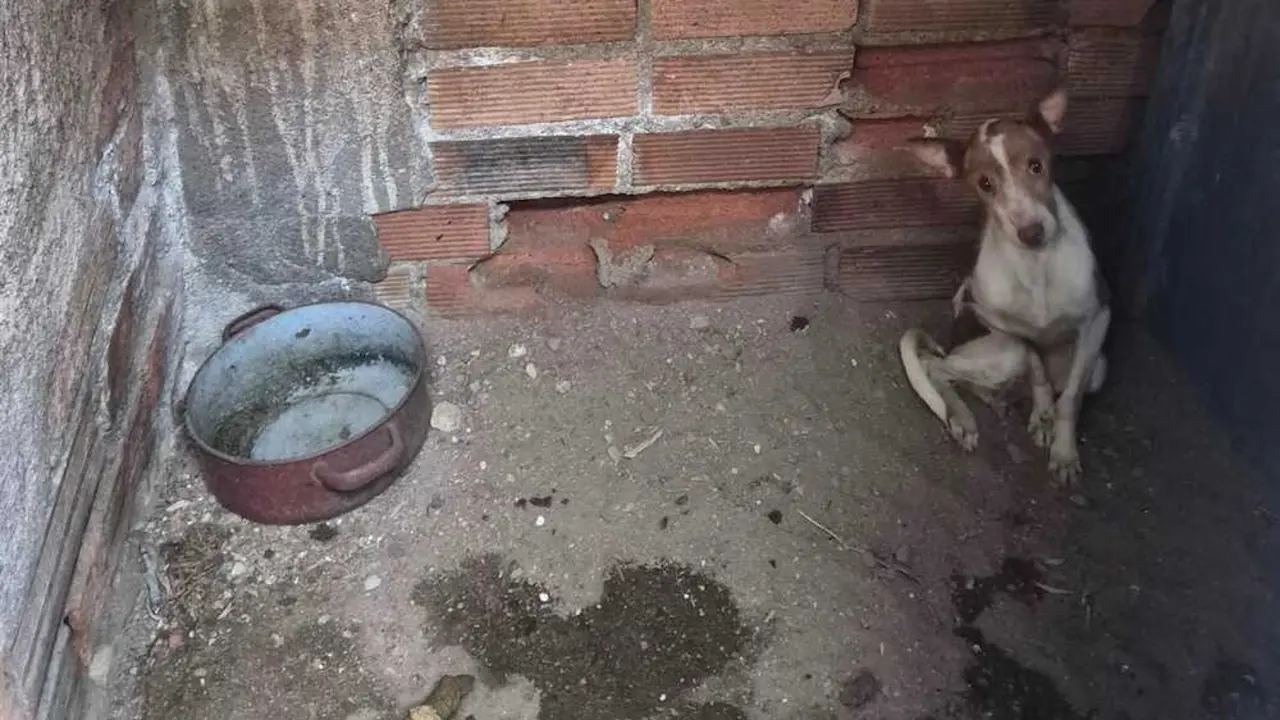 Rescatados ya 110 perros en una finca de Puertollano por abandono desde 2024