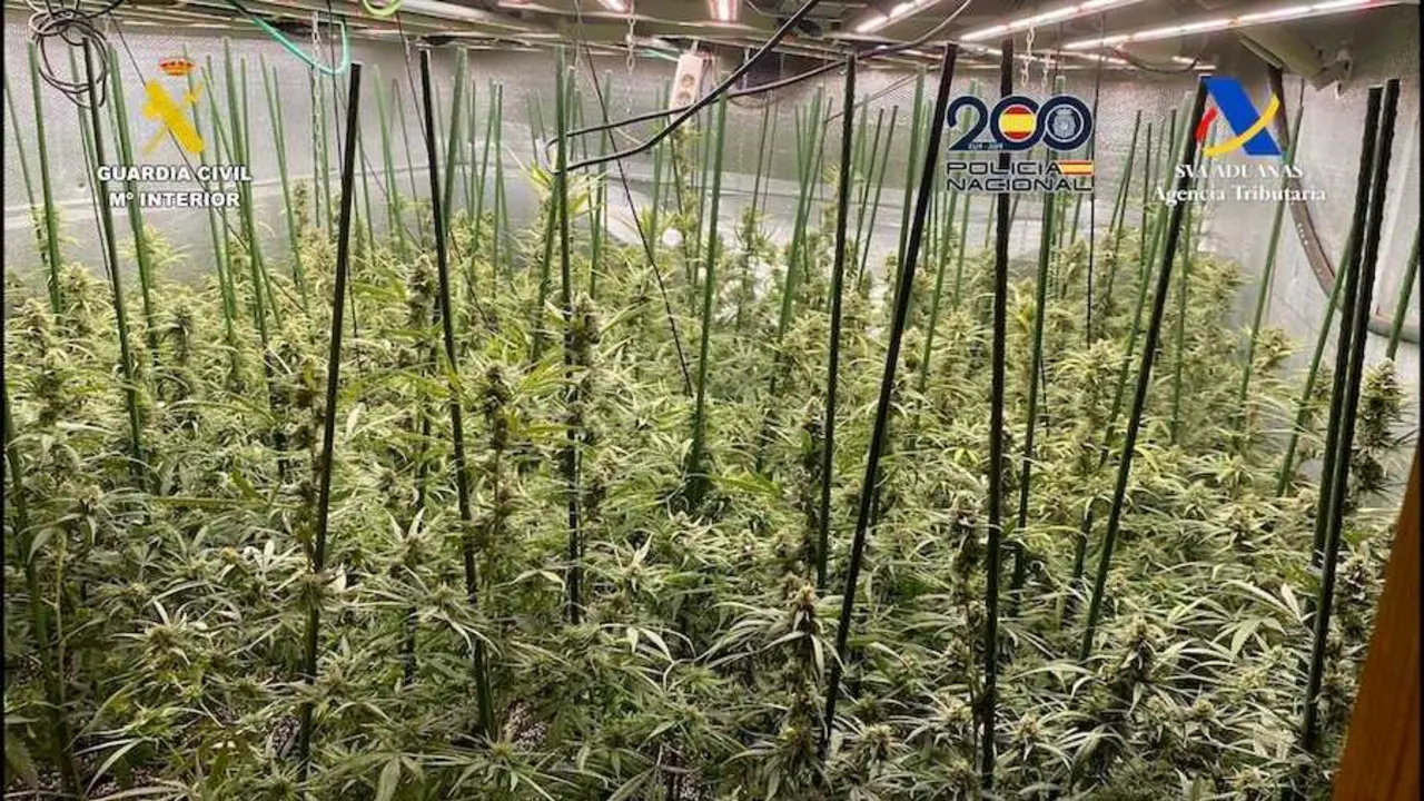 Golpe a una red que enviaba marihuana cultivada en Toledo a Alemania y Polonia