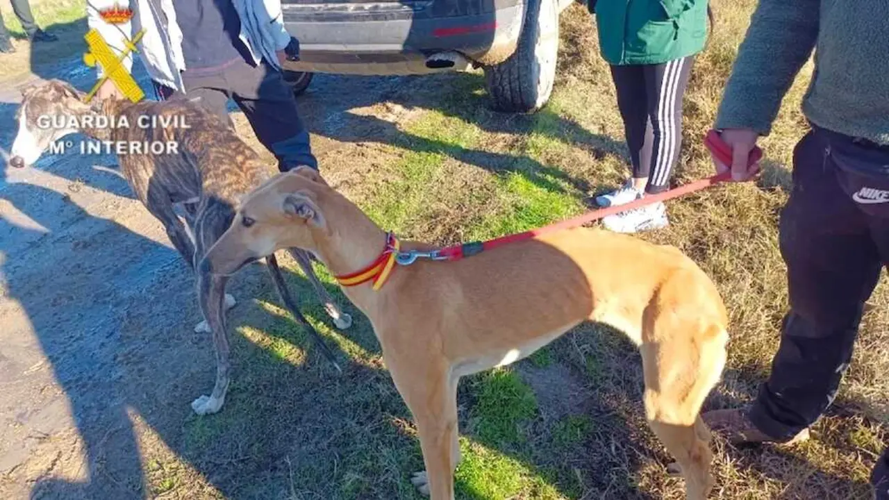 Siete investigados en Velada por cazar liebres con galgos en una zona protegida