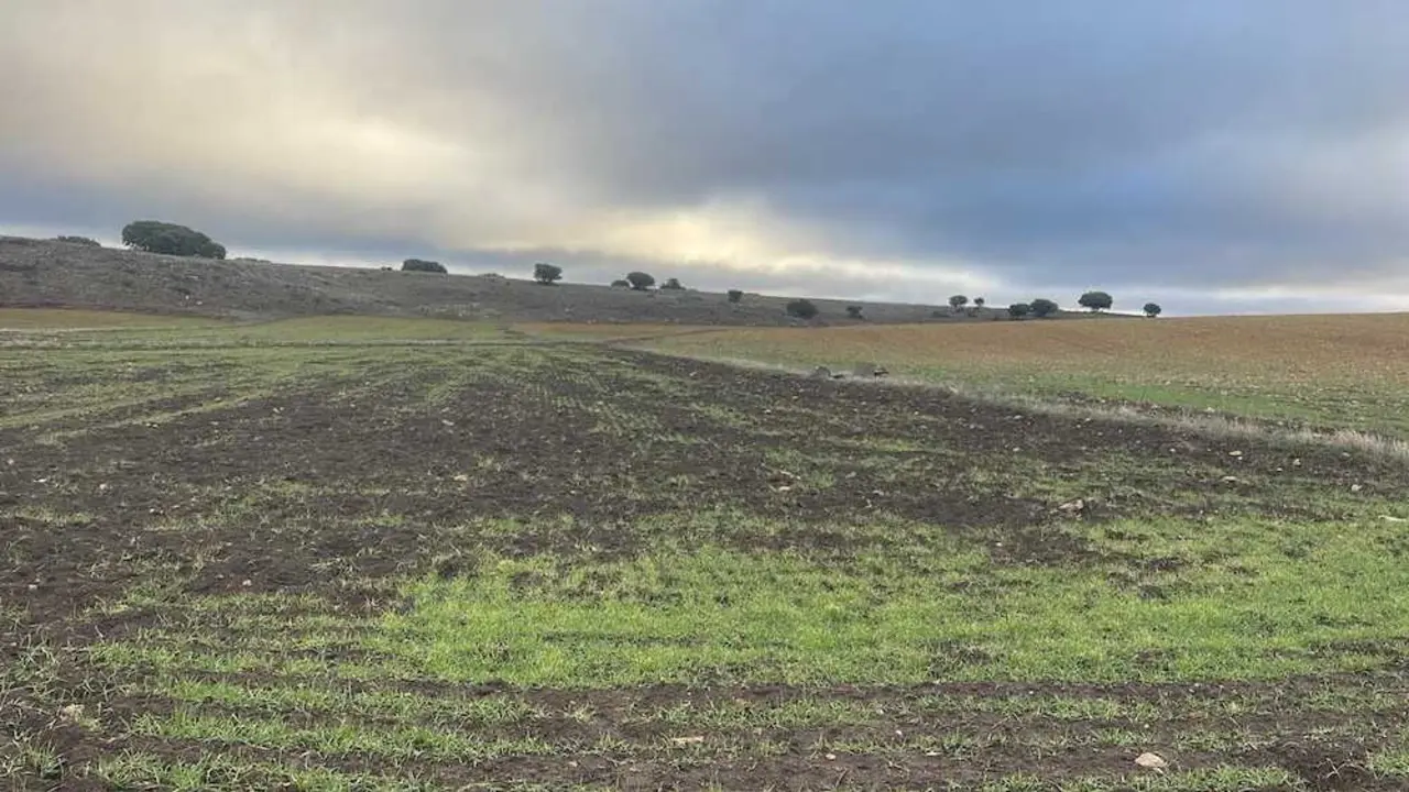 ASAJA denuncia da&ntilde;os del 80% por jabal&iacute;es en cultivos del Campo de Montiel