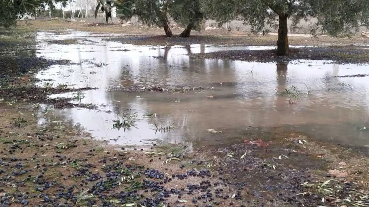 Impacto &ldquo;muy negativo&rdquo; de la borrasca Kristin en el olivar de Ciudad Real