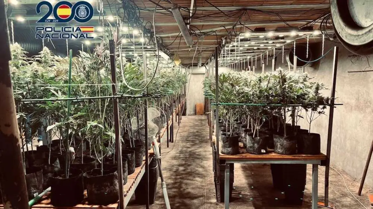 Hallan en Torrijos (Toledo)un zulo de marihuana bajo un criadero de pollos