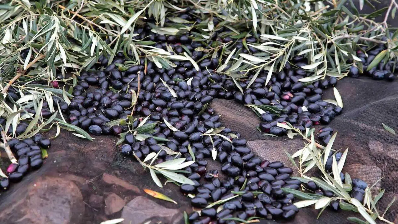 aceituna, aceite de oliva, olivar, temporal, tormentas, campo,