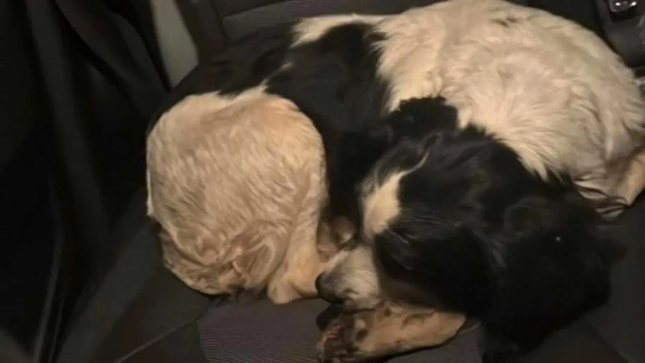 Recuperados en C&aacute;diz dos perros robados a un vecino de Toledo