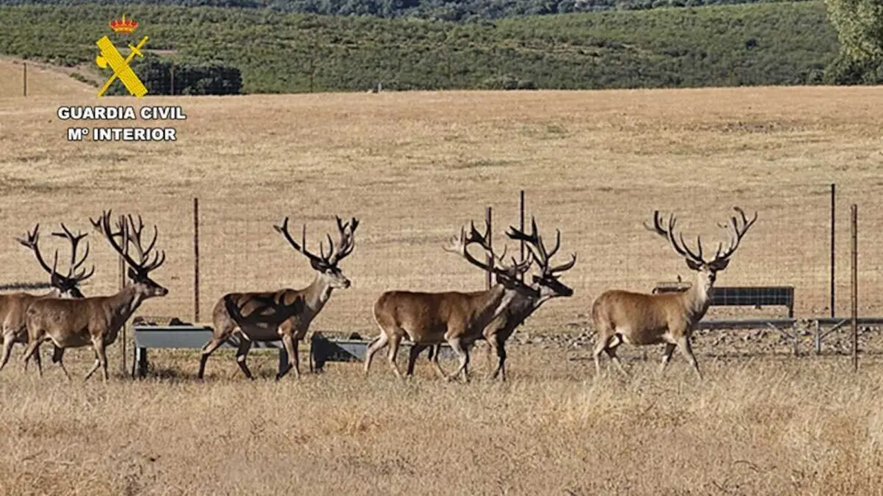 Matan a dos ciervos de 240.000 euros: no es furtivismo, es un robo