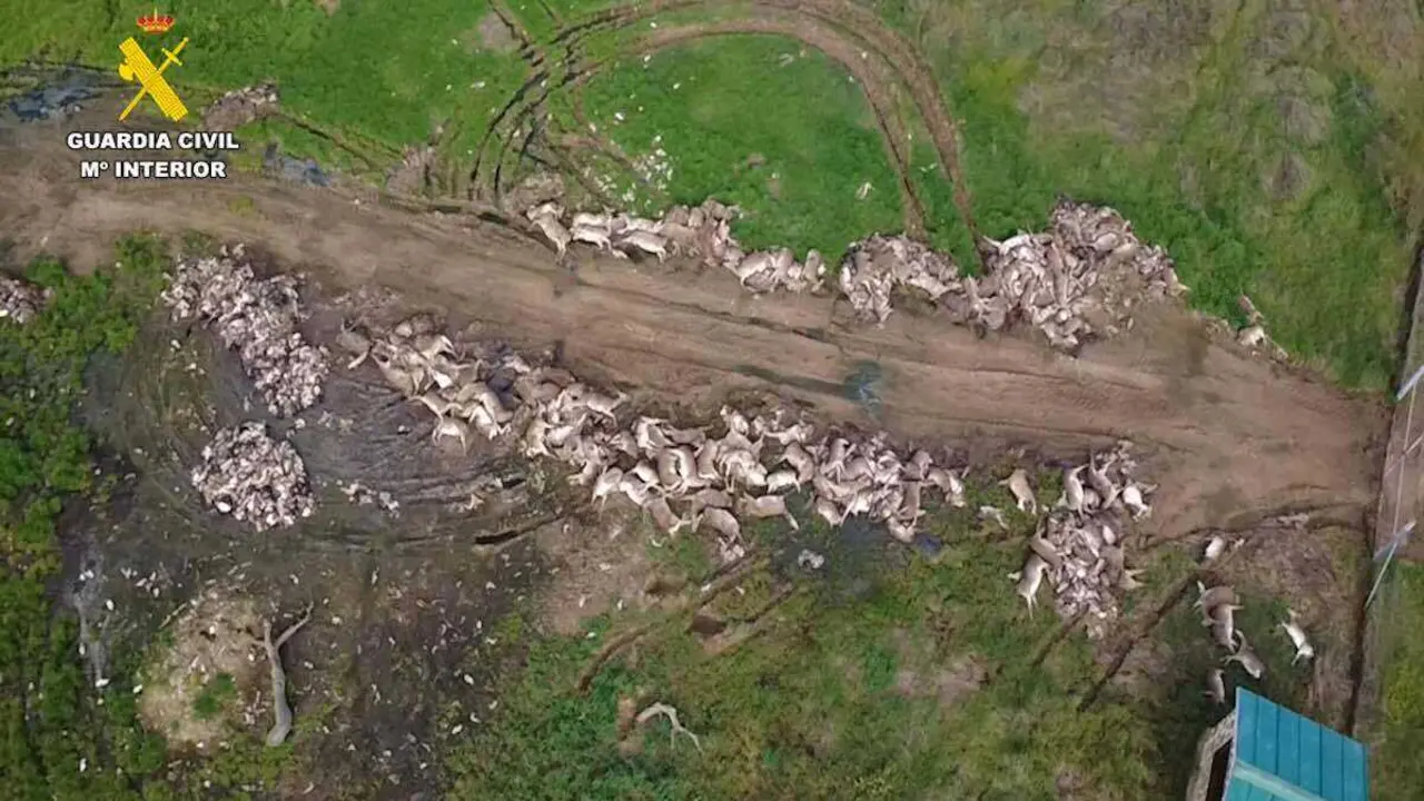 El Seprona denuncia un 48% m&aacute;s de capturas en una monter&iacute;a en Almad&eacute;n (Ciudad Real)