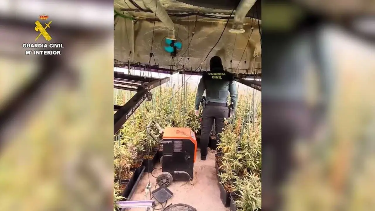 Desmantelan en Hormigos (Toledo) una plantaci&oacute;n &lsquo;indoor&rsquo; con 1.500 plantas de marihuana