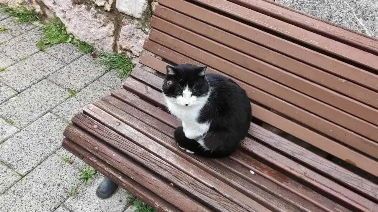 Matan a siete gatos de una colonia autorizada en Cuenca con veneno