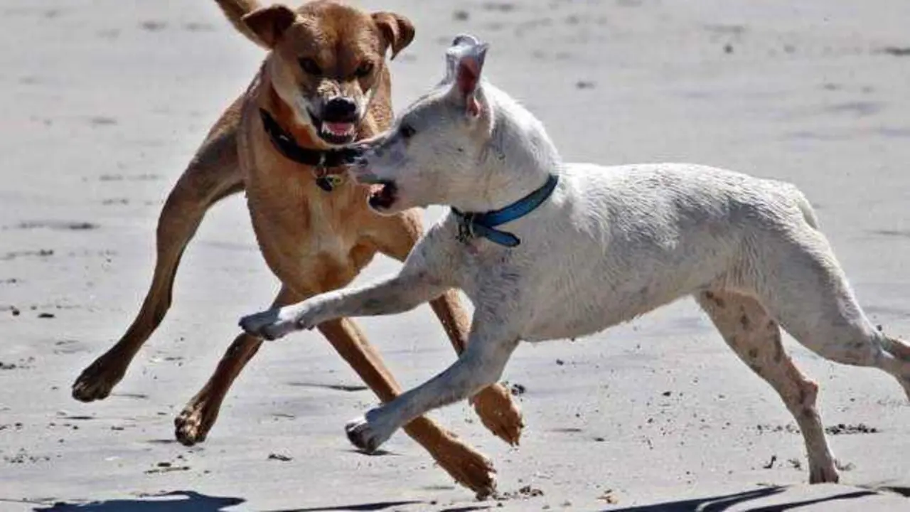 Herida cr&iacute;tica una mujer atacada por una manada de perros en una calle