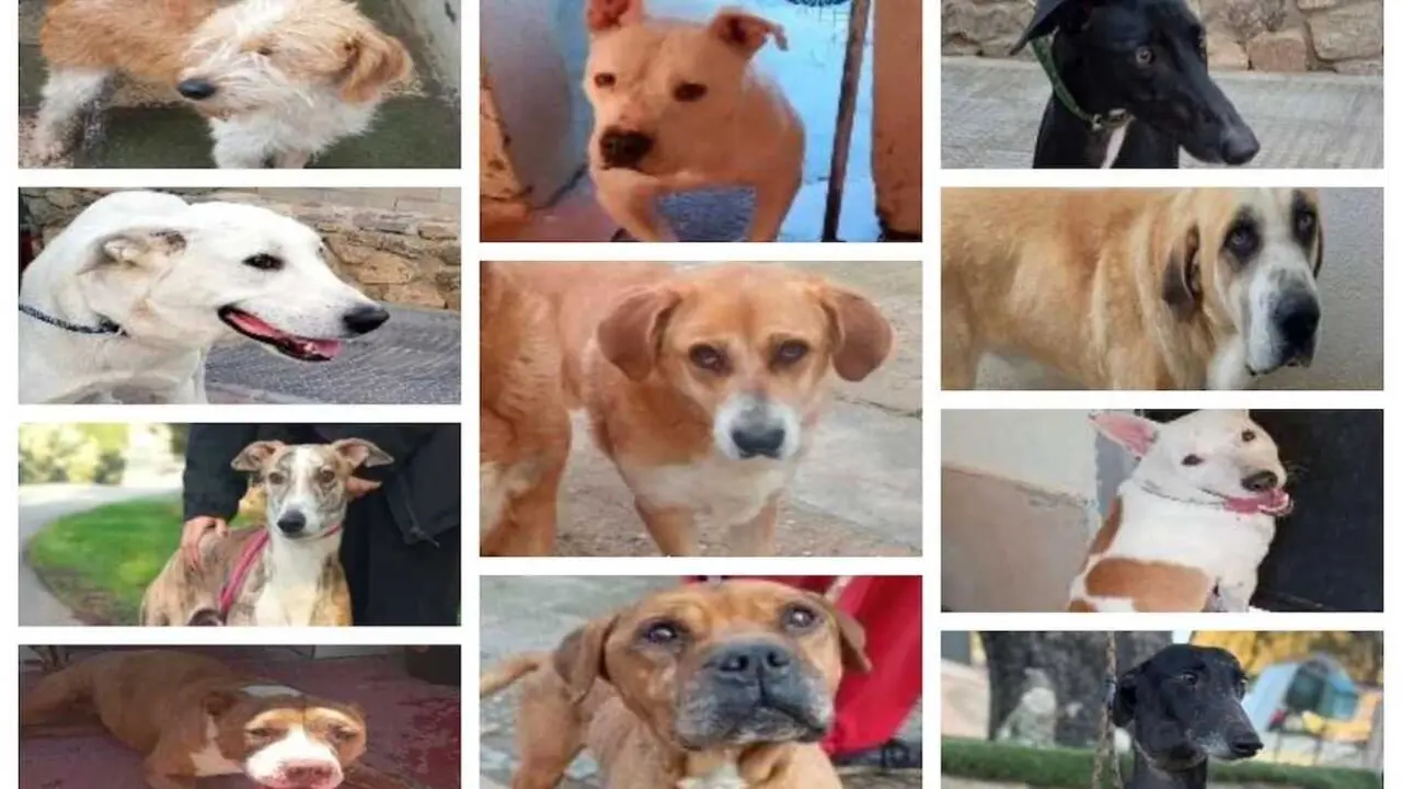 Roban 15 perros tras asaltar la perrera de San Bernardo en Toledo