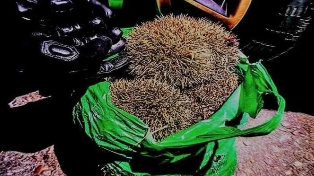 Detenidos en Ciudad Real por apalear a diez erizos con un martillo