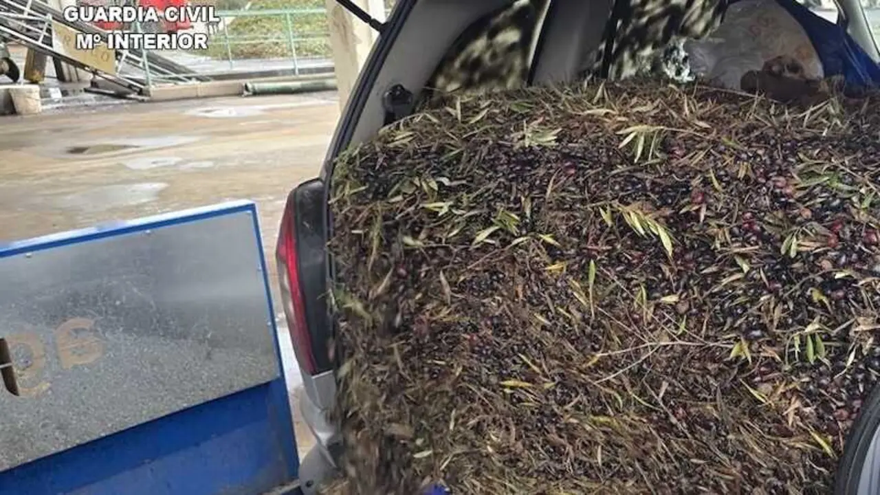 Cae en Ciudad Real una red que ocultaba 131.000 kilos de aceituna