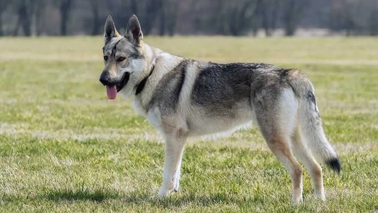 Investigan el ataque de perros lobo americano a una beb&eacute; en Toledo