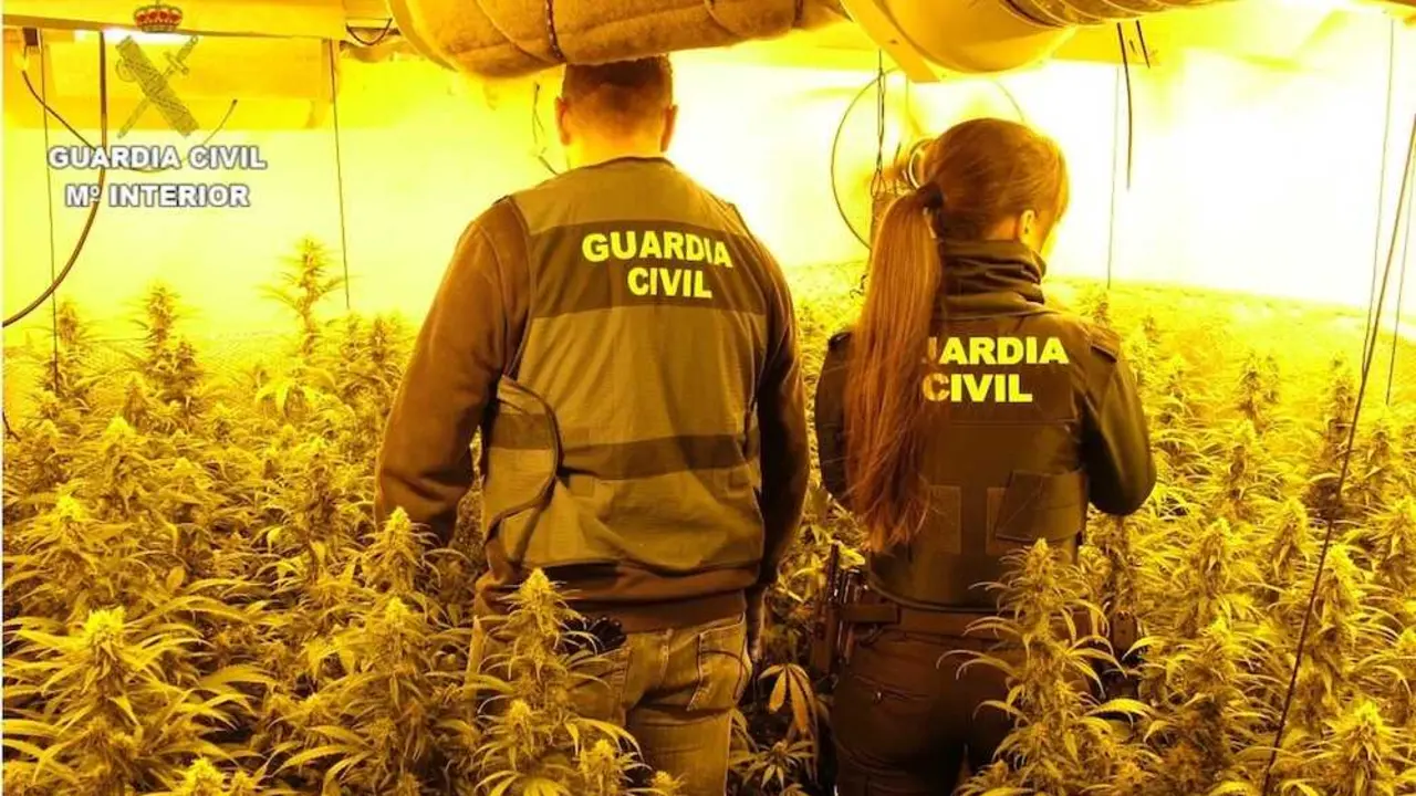 Cae un clan en Engu&iacute;danos (Cuenca) que cultivaba marihuana junto a un menor