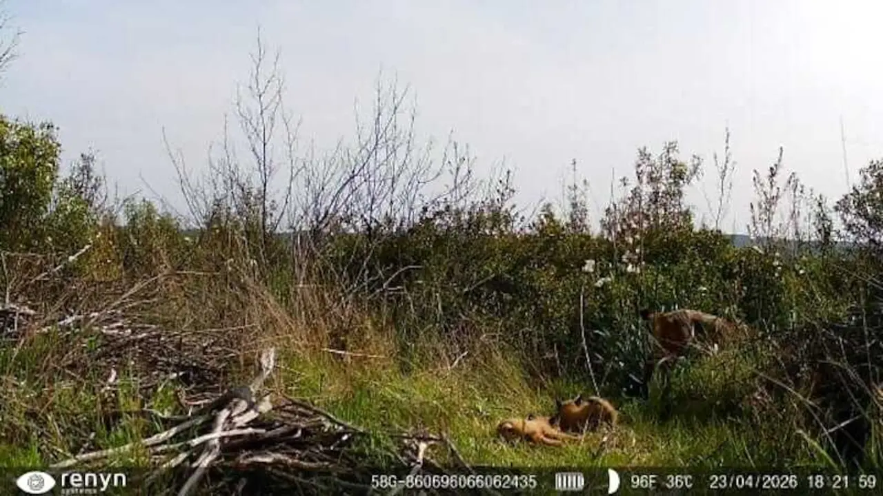El Parque Nacional de Caba&ntilde;eros registra el primer nacimiento de lince ib&eacute;rico de su historia