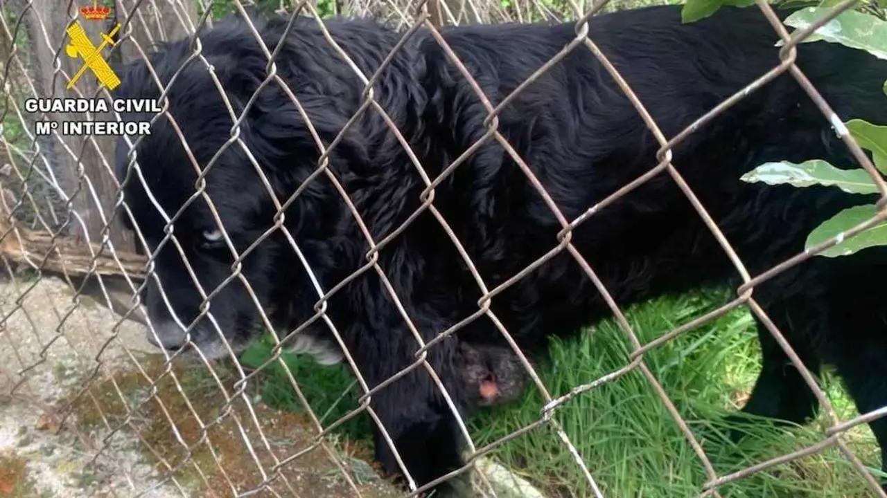 Un tumor gigante destapa el abandono de un perro en una parcela