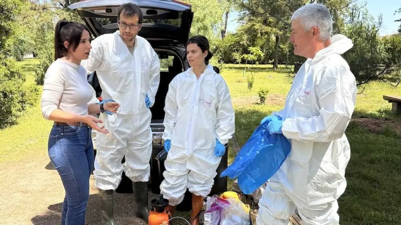 Castilla-La Mancha refuerza la vigilancia frente a la peste porcina