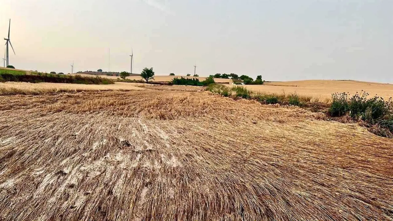 En la imagen de archivo cultivos de cereal afectados por el pedrisco tras las fuertes tormentas