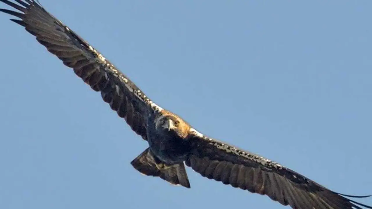 La muerte de m&aacute;s de 130 aves reactiva el conflicto e&oacute;lico en Albacete