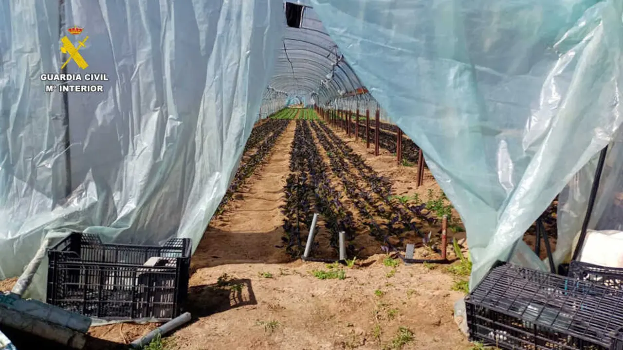 El Seprona halla t&oacute;xicos prohibidos en verduras cultivadas en Toledo