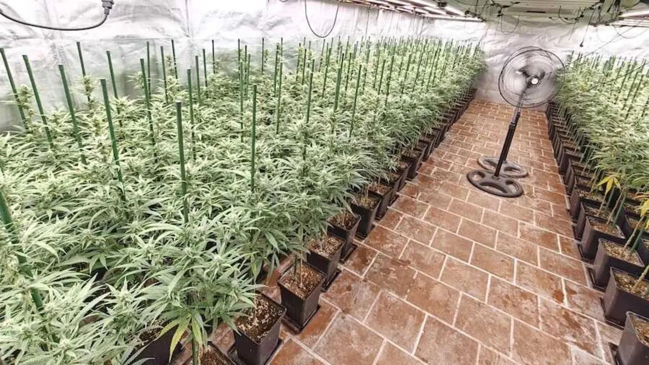Hallan 650 plantas de marihuana en un chal&eacute; de A&ntilde;over de Tajo (Toledo)