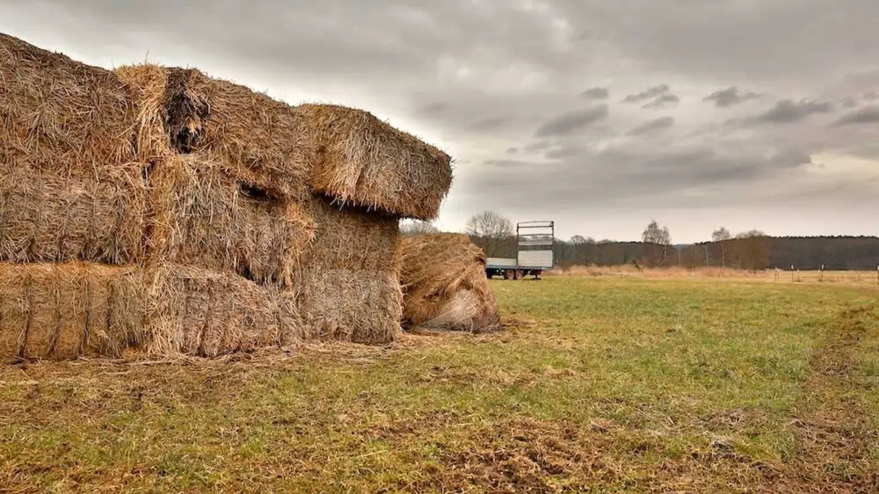 pacas de heno, pacas de paja, finca, agricultura, ganader&iacute;a, alfalfa