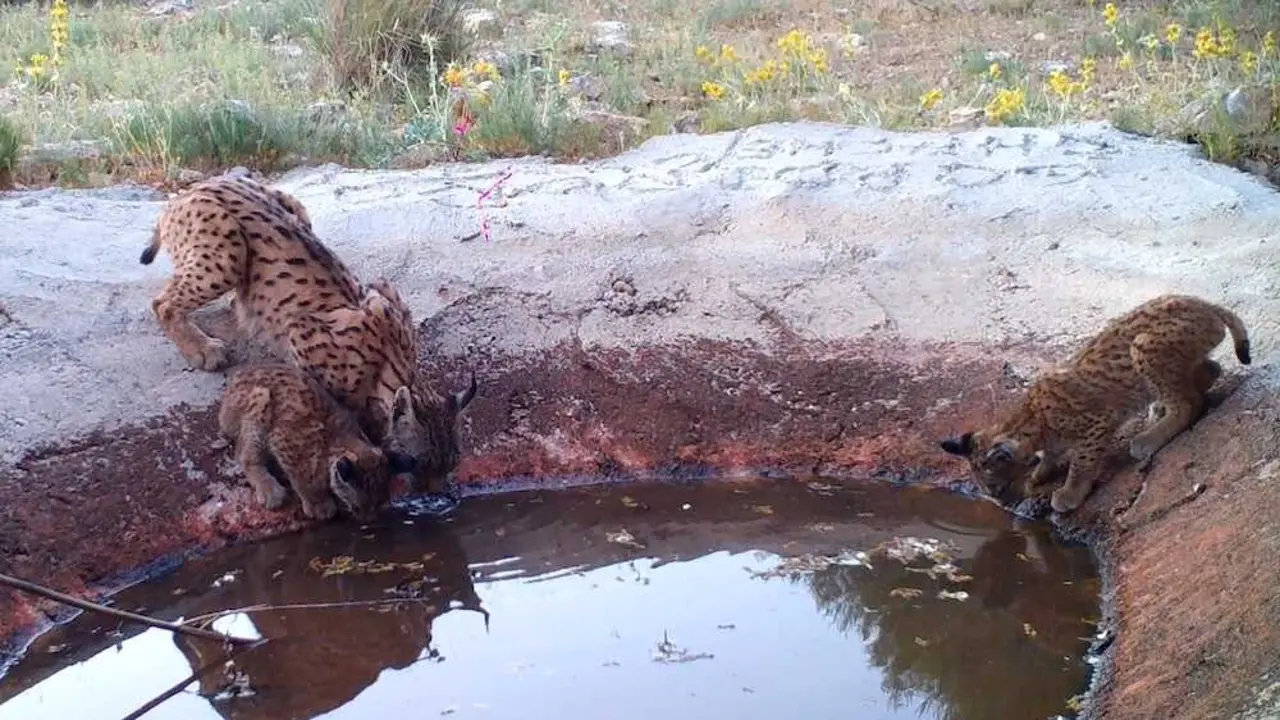 Cuenca logra la primera camada de lince ib&eacute;rico desde su desaparici&oacute;n