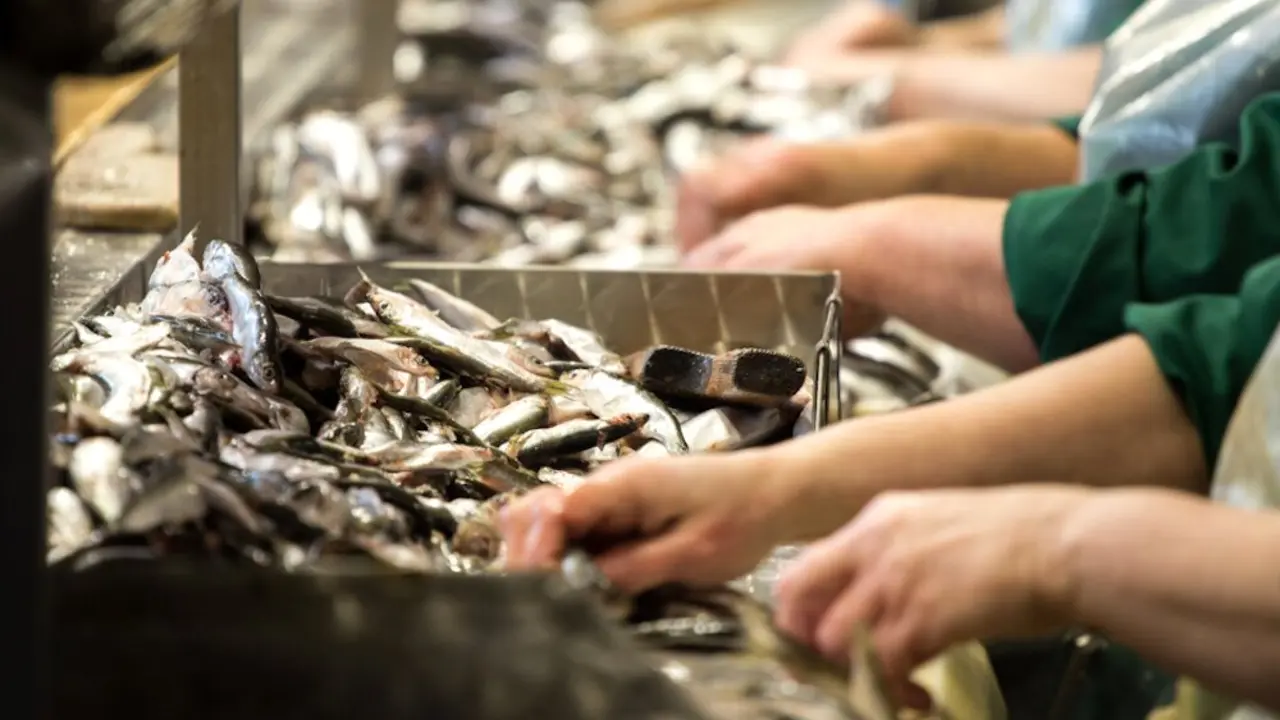 Castilla-La Mancha destina un mill&oacute;n a transformar productos de pesca, acuicultura, pescado,&nbsp;
