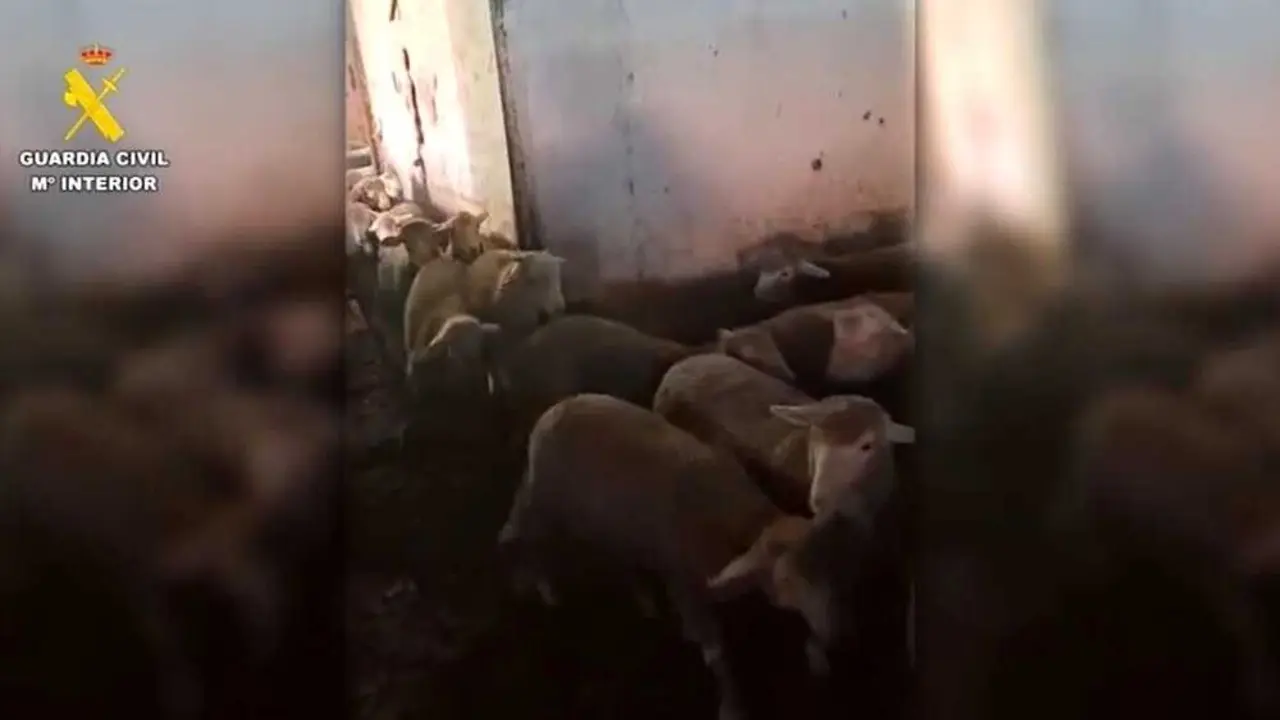 Tres detenidos por vender corderos de Guadalajara con papeles falsos