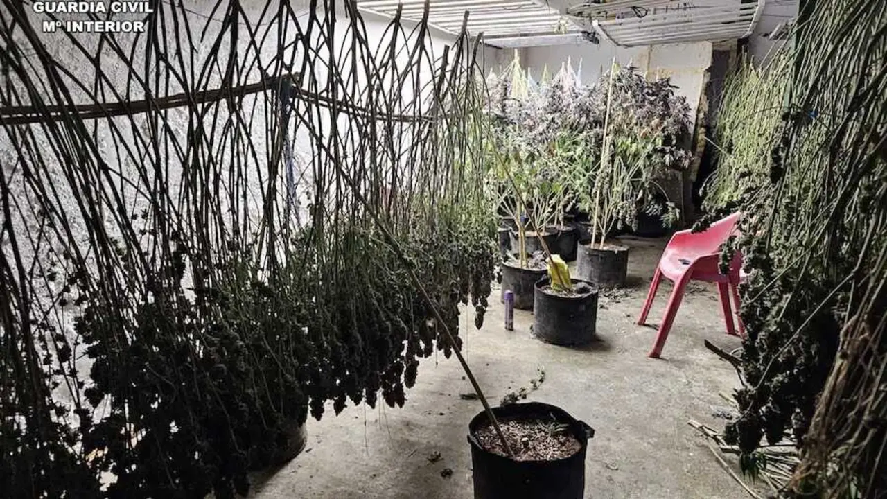 Prisi&oacute;n para seis detenidos en Munera (Albacete) con 221 plantas de marihuana