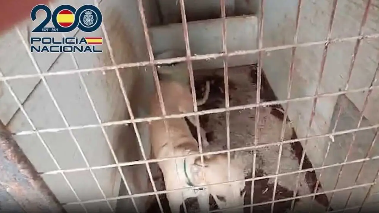 Destmantelan en Malag&oacute;n (Ciudad Real) una finca de marihuana con animales maltratados