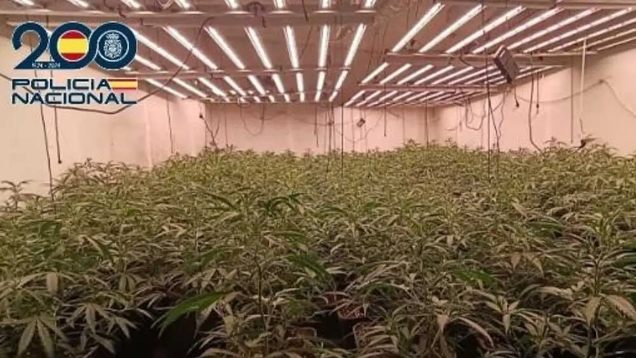 Detenido un hombre con 512 plantas de marihuana en Malag&oacute;n (Ciudad Real)