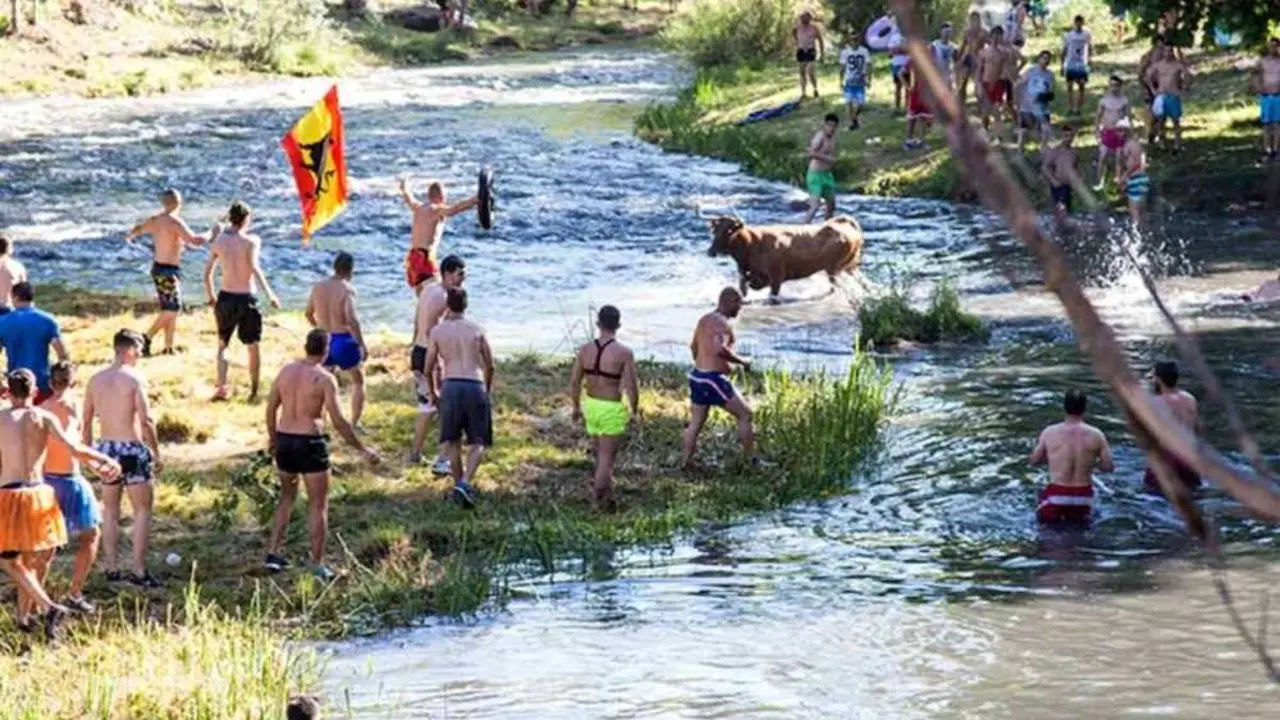 PACMA pide al Ayuntamiento de Trillo acabar con las Vacas al Tajo
