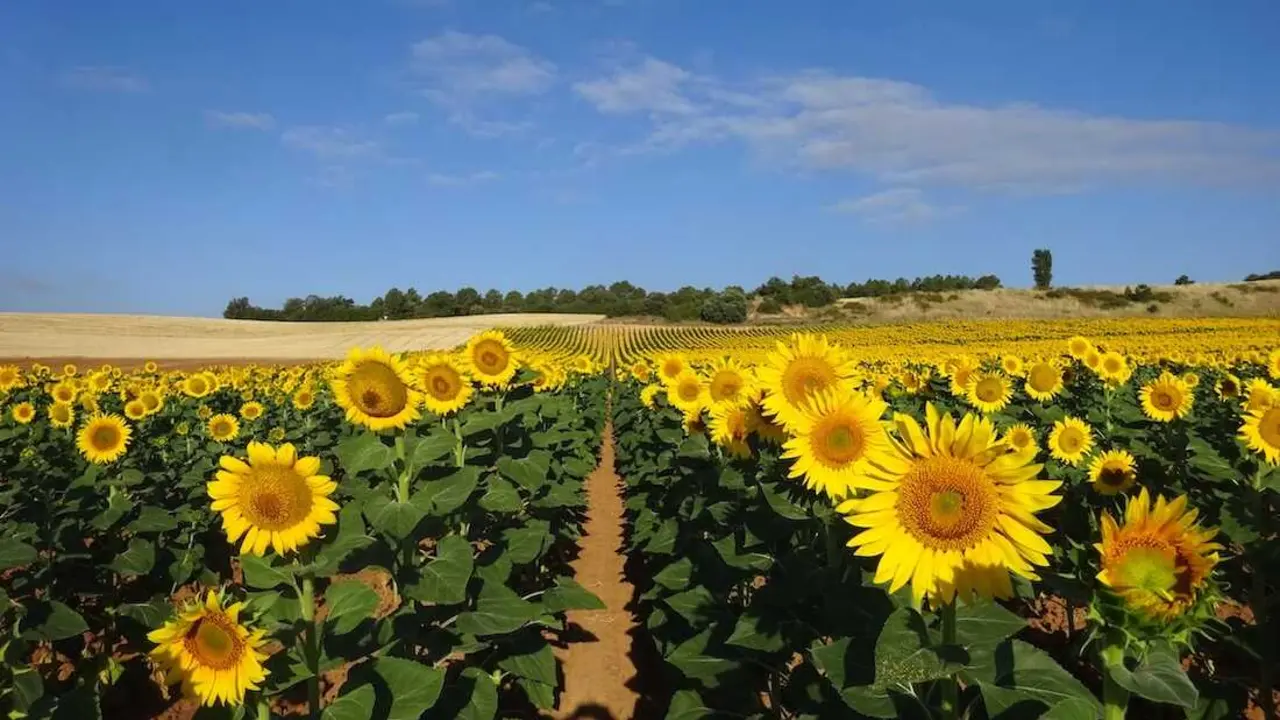 El IRIAF eval&uacute;a 50 variedades de girasol en Cuenca este verano