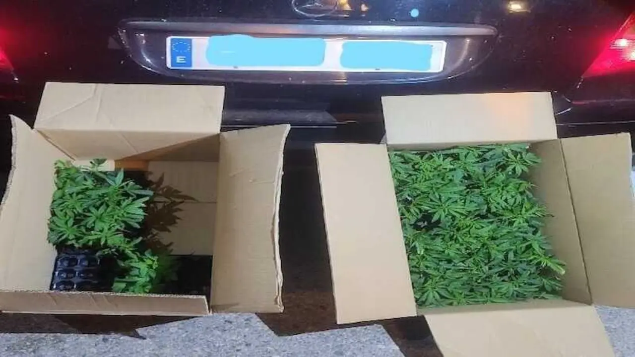 Detenido en la A-3 en Cuenca con m&aacute;s de 130 plantas de marihuana