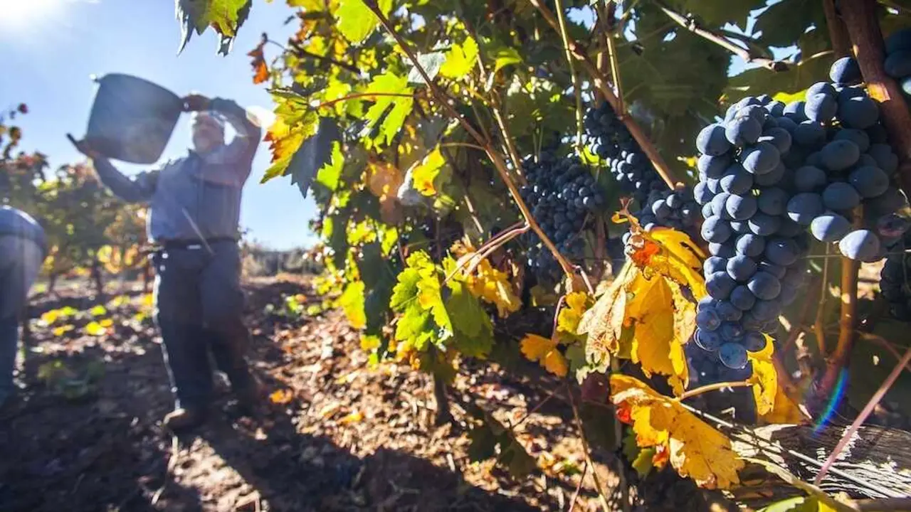La vendimia arranca en julio por primera vez en Castilla-La Mancha, vino, UVA, cosecha, PAC, vi&ntilde;edo, viticultura, vi&ntilde;edos,&nbsp;