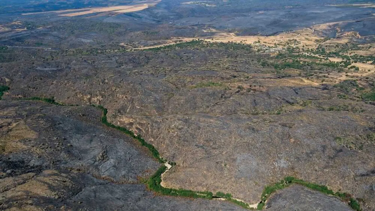 Vista a&eacute;rea de superficie arrasada por el incendio forestal de La Mierla (Guadalajara) - Fotograf&iacute;a: Greenpeace Handout/Pedro Armestre