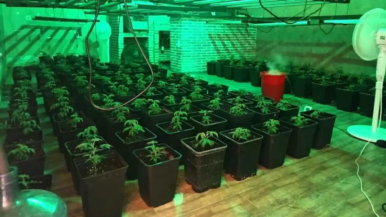 Cinco detenidos por cultivar marihuana en un chalet de Chiloeches (Guadalajara)