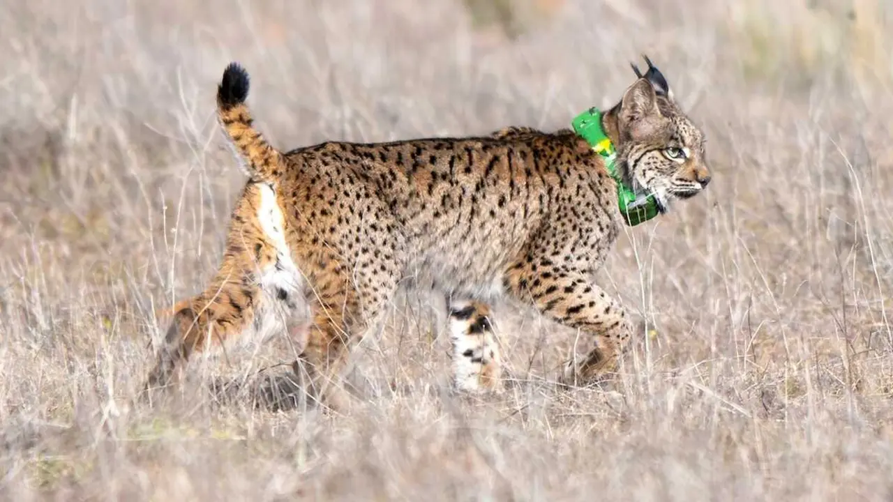 El uso de radioemisores GPS ha revolucionado el seguimiento de la fauna amenazada en Castilla-La Mancha al permitir conocer con precisi&oacute;n los movimientos, &aacute;reas de reproducci&oacute;n, rutas migratorias y causas de mortalidad de las especies. En la imagen, fotograf&iacute;a de archivo de una suelta de lince ib&eacute;rico con GPS - EFE/Jes&uacute;s Monroy