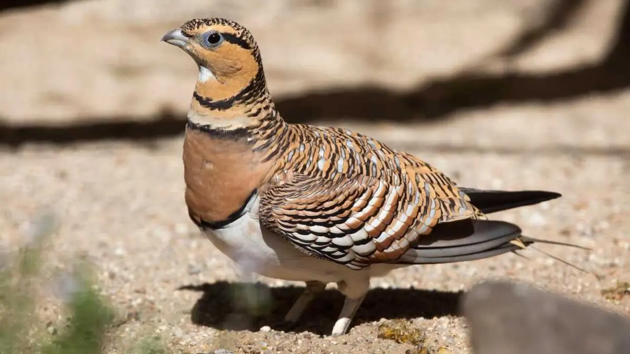 Ave en la ZEPA del este de Albacete - SEO/BIRDLIFE