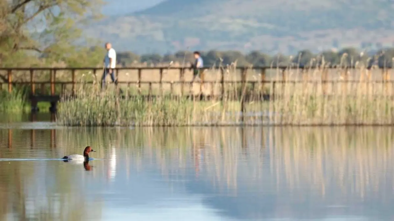 El Parque Nacional de Las Tablas de Daimiel ha registrado este a&ntilde;o un buen balance de reproducci&oacute;n de aves acu&aacute;ticas, con varios m&aacute;ximos hist&oacute;ricos y una notable recuperaci&oacute;n de especies, seg&uacute;n el censo de nidificantes realizado en el espacio protegido. En la imagen un ejemplar de porr&oacute;n europeo - EFE/Beldad