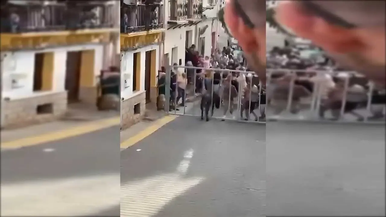 Una vaquilla suelta en Minglanilla (Cuenca) tras escapar de los encierros