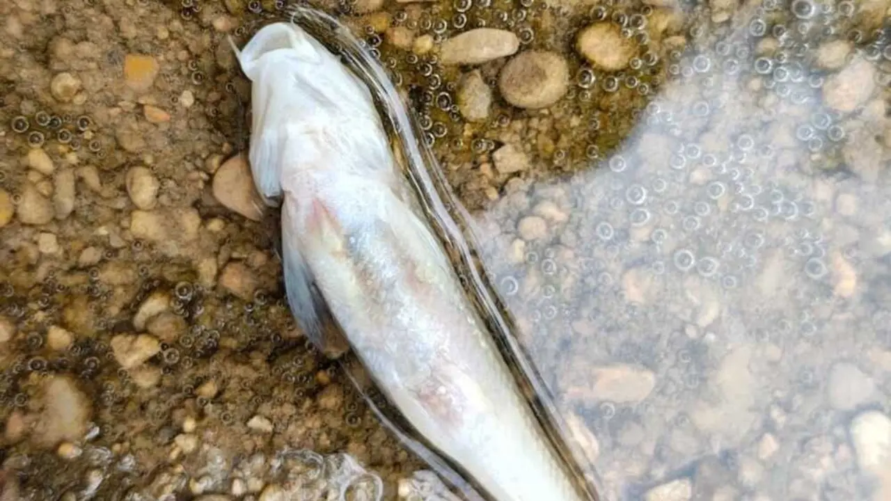 Investigan la aparici&oacute;n de varios peces muertos en el J&uacute;car cerca de Villar de Olalla (Cuenca)