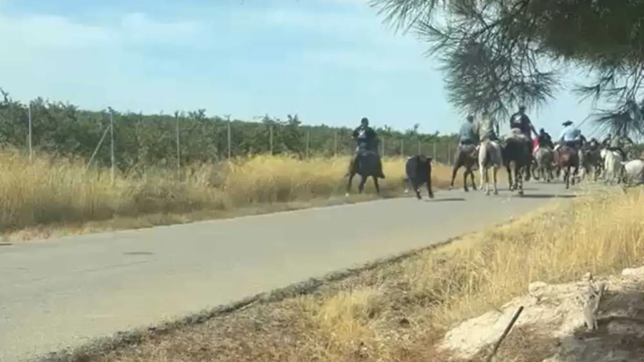 Un novillo huye en el encierro de Tobarra (Albacete) y deja un jinete herido